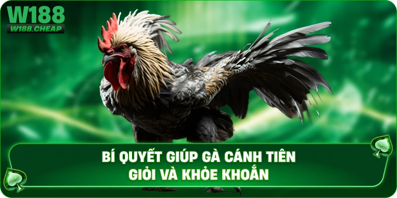 Bí quyết giúp gà cánh tiên giỏi và khỏe khoắn