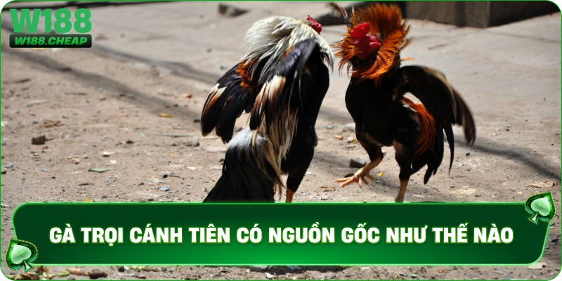 Gà chọi cánh tiên có nguồn gốc như thế nào